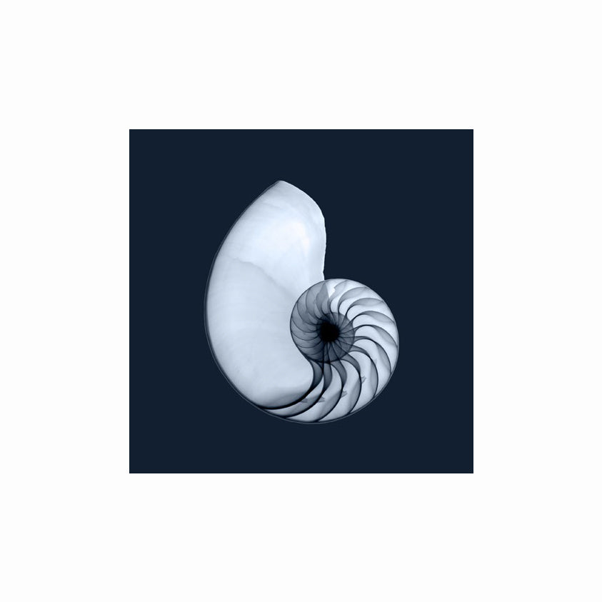 KINRADEN jewellery from the NAUTILUS Collection